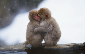 Japanese Macaque Computer Backgrounds