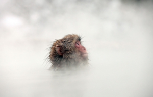Japanese Macaque Computer Wallpaper