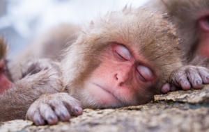 Japanese Macaque Desktop