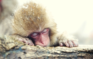 Japanese Macaque HD Background