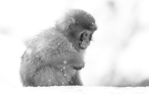 Japanese Macaque HD Desktop