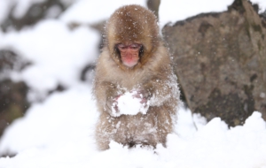 Japanese Macaque HD Wallpaper