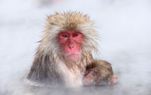 Japanese Macaque High Definition Wallpapers