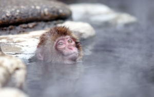 Japanese Macaque High Quality Wallpapers