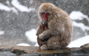 Japanese Macaque Images