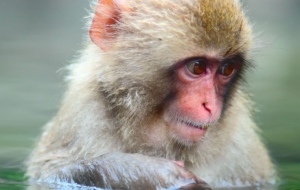 Japanese Macaque Photos
