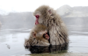 Japanese Macaque Pictures