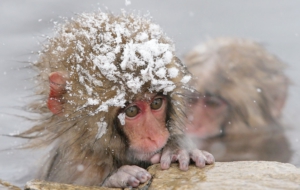 Japanese Macaque Wallpaper