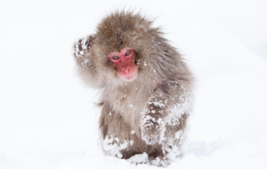Japanese Macaque Wallpaper For Computer
