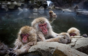 Japanese Macaque Wallpapers