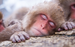 Japanese Macaque Wallpapers HQ