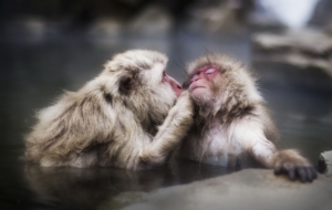 Japanese Macaque Wallpapers And Backgrounds