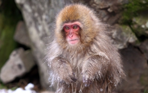 Japanese Macaque Widescreen