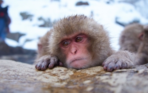 Japanese Macaque For Desktop