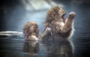 Japanese Macaque Full HD