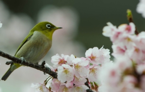 Japanese White Eye 4K