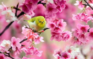 Japanese White Eye Background