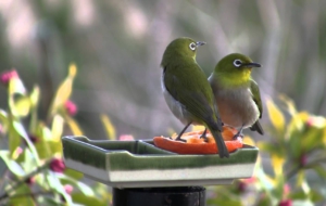 Japanese White Eye Computer Backgrounds