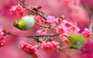 Japanese White Eye Computer Wallpaper