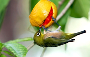 Japanese White Eye Desktop