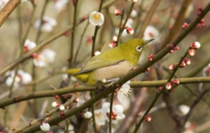 Japanese White Eye HD