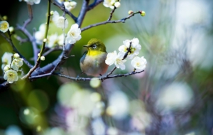 Japanese White Eye HD Wallpaper