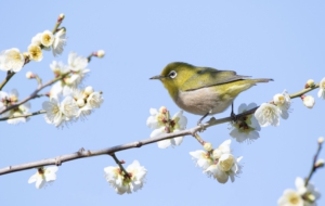 Japanese White Eye High Definition