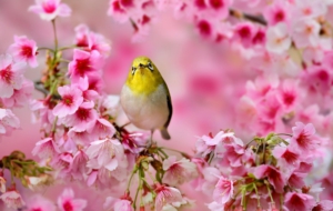 Japanese White Eye High Quality Wallpapers