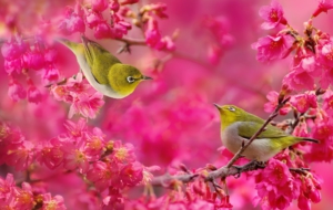Japanese White Eye For Desktop