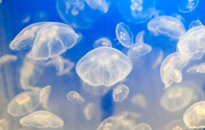 Jellyfish 4K