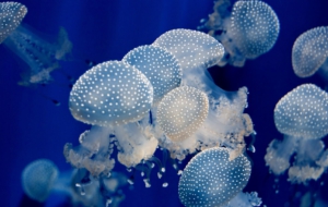 Jellyfish Computer Backgrounds