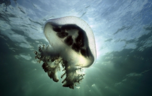 Jellyfish Computer Wallpaper