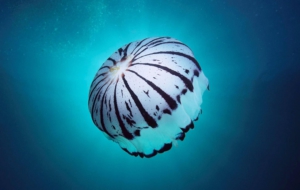 Jellyfish HD