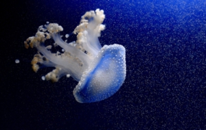 Jellyfish High Definition