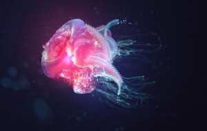 Jellyfish High Definition Wallpapers