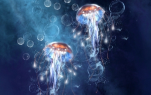 Jellyfish High Quality Wallpapers