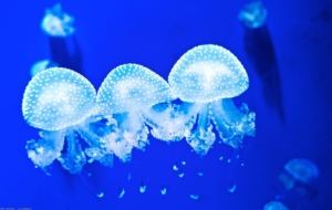 Jellyfish Wallpaper