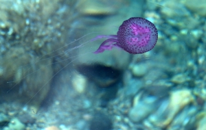 Jellyfish Wallpaper For Laptop