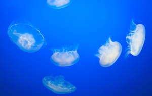 Jellyfish Wallpapers HD