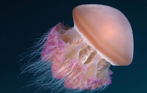 Jellyfish Widescreen