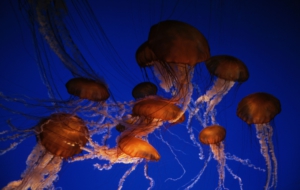 Jellyfish For Desktop