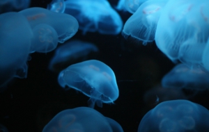 Jellyfish Full HD