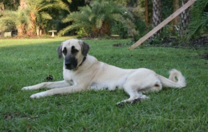 Kangal Dog 4K