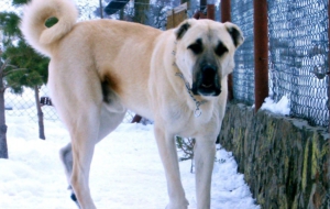 Kangal Dog Background