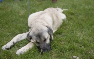 Kangal Dog Computer Wallpaper