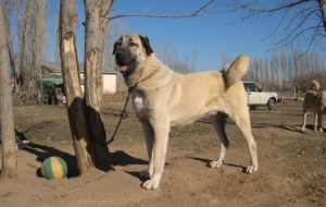 Kangal Dog HD