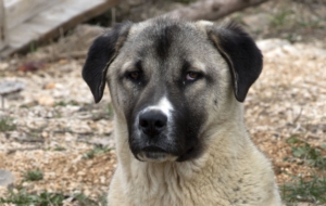Kangal Dog HD Desktop