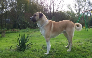 Kangal Dog HD Wallpaper