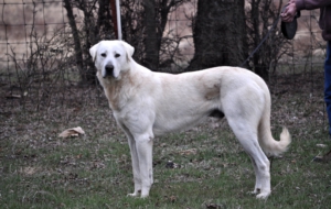 Kangal Dog High Definition