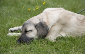 Kangal Dog High Definition Wallpapers